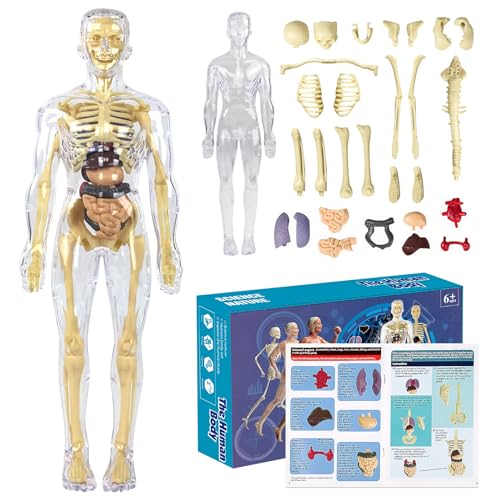 Nizirioo 28,5cm Anatomie Modell Menschlichen Körper, 3D Human Body Torso Model Anatomy Model Skeleton, Human Body Model Removable, Teaching Model Human Body Frühes Lehren Nizirioo 28,5cm Anatomie Modell Menschlichen Körper, 3D Human Body Torso Model Anatomy Model Skeleton, Human Body Model Removable, Teaching Model Human Body Frühes Lehren von Nizirioo