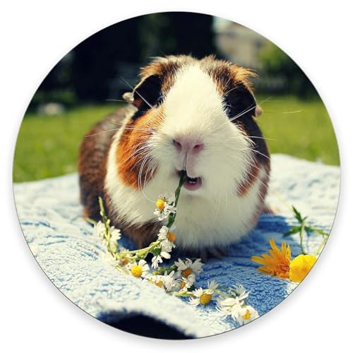Mauspad, niedliches Meerschweinchen-Mauspad mit Design, rund, waschbares Tuch, personalisiertes Mauspad, Gaming, Büro, Zuhause, rutschfeste Gummiunterseite, Computer-Mauspad, 20 x 20 x 0,3 cm Mauspad, niedliches Meerschweinchen-Mauspad mit Design, rund, waschbares Tuch, personalisiertes Mauspad, Gaming, Büro, Zuhause, rutschfeste Gummiunterseite, Computer-Mauspad, 20 x 20 x 0,3 cm von Nphuriy
