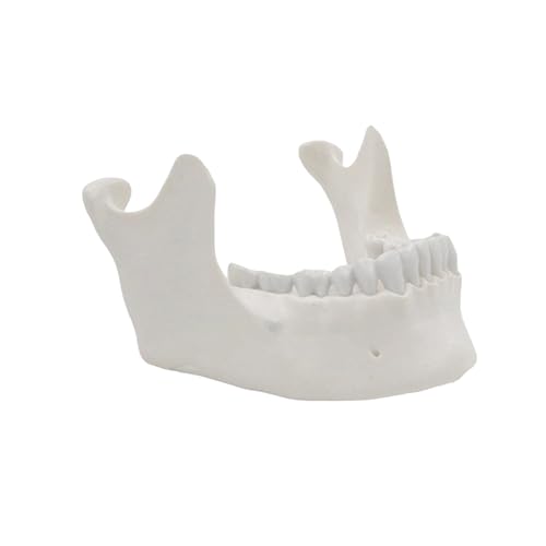 Unterkiefermodell Zum Nachweis Von Unterrichtshilfe Praktische Erwachsene Unterkiefermodell Unter Dem Unterrichtsmodell Des Unteren Jawbone Modells Unterkiefermodell Zum Nachweis Von Unterrichtshilfe Praktische Erwachsene Unterkiefermodell Unter Dem Unterrichtsmodell Des Unteren Jawbone Modells von OAJABBGE