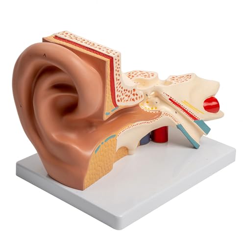 Vergrößerte Menschliche Ohr Anatomie Modell Zeigt Anatomische Auditorische Organmodell Für Vorlesungsbericht von OAJABBGE