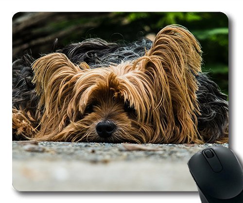 Gaming Mouse Pad. Mac und Windows, Yorkshire Terrier fauler Hund Hund Spiel für Frauen/Männer Yanteng Kinder Verkauft Werden von OEM