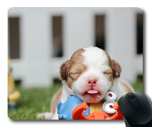 Gaming Mouse Pad. Mac - und Windows - Gamer - Chihuahua - Welpen Niedliche Haustiere Wie Hunde an Kinder Verkauft Werden Yanteng Frauen/Männer von OEM