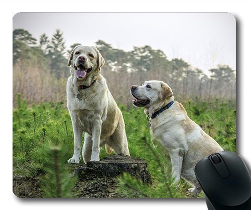 Gaming Mouse Pad. Mac - und Windows - Gamer - Labrador - Hunde Tiere Verkauft, für Kinder Yanteng Frauen/Männer von OEM