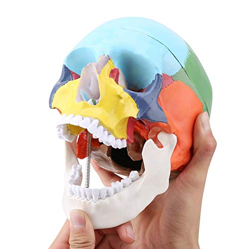 Gehirn Modell Lehrinstrument farbiges erwachsenes menschliches Schädelanatomisches medizinisches Modell einschließlich abnehmbarer Schädelkappe und artikuliertem Unterkiefer mit Ausweis von Oumefar