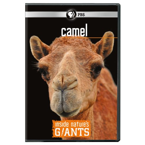 Inside Nature's Giants: Camel [DVD] [Region 1] [NTSC] [US Import] von PBS
