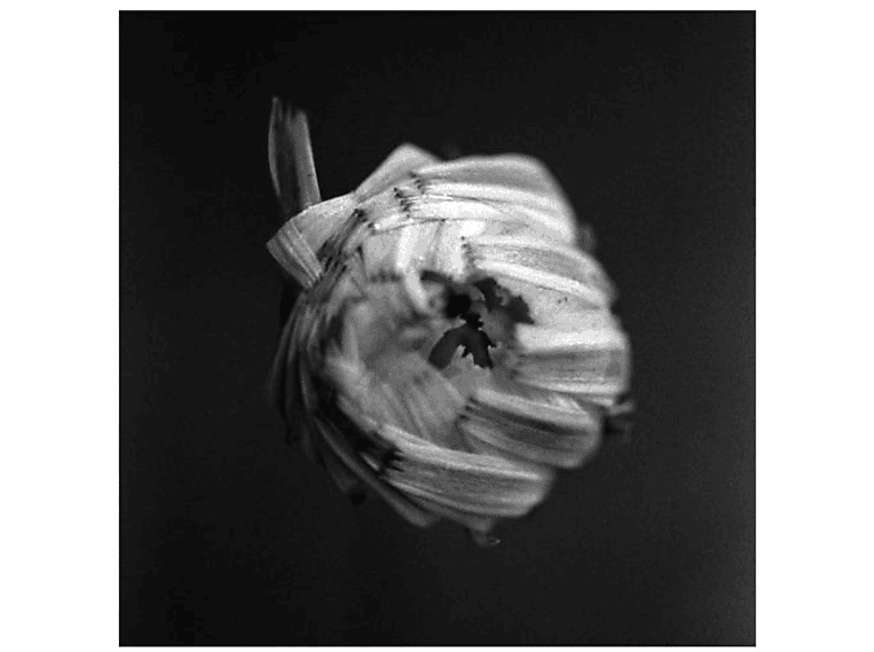 A Swarm Of The Sun - An Empire (Vinyl) von PELAGIC