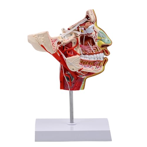 Anatomisches Modell des menschlichen Halbkopfes, menschliches Chops-Gesichtsbehandlungen, Gefäßnerv, Blutgefäßmodell für Studium und Ausbildung Anatomisches Modell des menschlichen Halbkopfes, menschliches Chops-Gesichtsbehandlungen, Gefäßnerv, Blutgefäßmodell für Studium und Ausbildung von PLCPDM