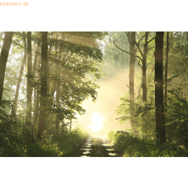 Paperflow Wandbild 65x98cm Wald Paperflow Wandbild 65x98cm Wald von Paperflow
