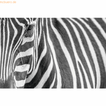Paperflow Wandbild 65x98cm Zebra Paperflow Wandbild 65x98cm Zebra von Paperflow