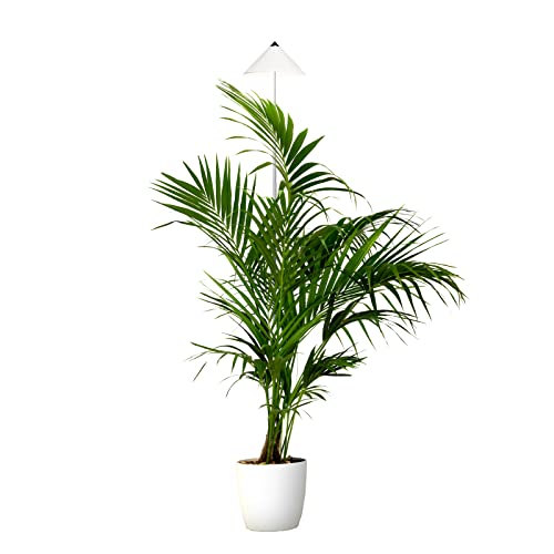Parus by Venso SUNLiTE XL LED Vollspektrum Pflanzenlampe Weiß 25W Indoor Plants Pflanzen Beleuchtung, mit ausziehbarem Teleskopstab, Parus Pflanzenlampe für große und kleine Zimmerpflanzen von Parus by Venso
