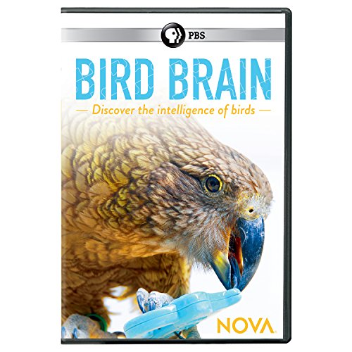NOVA: BIRD BRAIN - NOVA: BIRD BRAIN (1 DVD) von Pbs (Direct)
