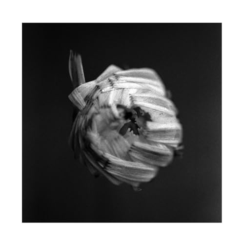 An Empire von Pelagic Records
