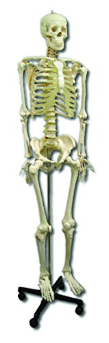 Patterson Medical Modell-Skelett, mit Ständer und Staubschutz, 170 cm von Performance Health