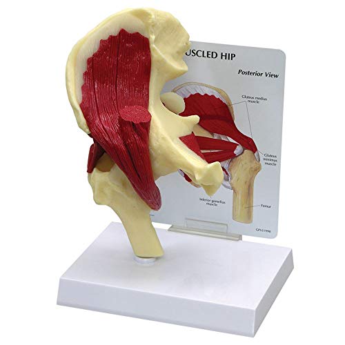 GPI Anatomicals Muscled Hip Joint Model von Performance Healthcare