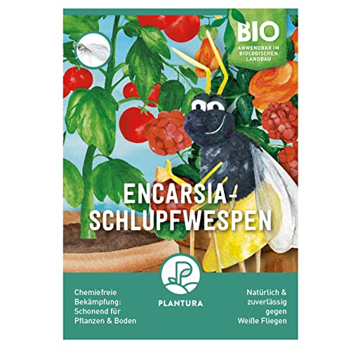 Plantura Encarsia-Schlupfwespen gegen Weiße Fliegen, wirksam & nachhaltig, 500 Nützlinge für 10 m² von Plantura