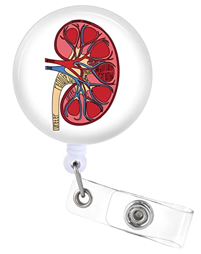Plifal Ausweishalter, einziehbar, mit Ausweis-Clip, für Krankenschwestern, Namensschild, Karte, Urologie, Urologe, Krankenpfleger, Ärzte, medizinische Arbeit, Krokodilklemme (Nieren-Design) von Plifal