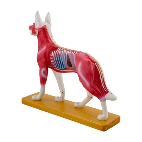 Anatomischer Modell Hund Hund Akupunkturiertes Modell Tiermodell 72 Punkte Akupunkturierte Punkte Hund Akupunkturiertes Modell von Prmaylis