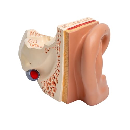 Erweitertes Modell Des Anatomischen Ohrmodells Des Menschlichen Ohrs Anatomie Zeigt Die Innenohrstruktur Für Außenohr Für Den Unterricht Erweitertes Modell Des Anatomischen Ohrmodells Des Menschlichen Ohrs Anatomie Zeigt Die Innenohrstruktur Für Außenohr Für Den Unterricht von Prmaylis
