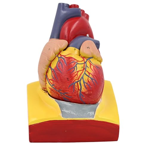 Anatomisches Modell 1:1 menschliches Herz, abnehmbares menschliches Herzmodell, medizinisches Herzmodell für wissenschaftliche Bildung Anatomisches Modell 1:1 menschliches Herz, abnehmbares menschliches Herzmodell, medizinisches Herzmodell für wissenschaftliche Bildung von Qsvbeeqj