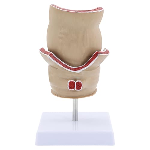 Menschliche Pathologien Von Rektummodell Medizinischen Unterrichtswerkzeug Human Rektum Modell Humanes Anatomie Modell Unterricht Vorräte Menschliche Pathologien Von Rektummodell Medizinischen Unterrichtswerkzeug Human Rektum Modell Humanes Anatomie Modell Unterricht Vorräte von Qsvbeeqj