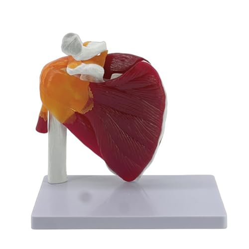 Muskel-Schulter-Gelenk-Modell, anatomisches Modell, zeigt Muskel-Schultermuskulatur von Rotatorenmanschette bis zum subscapulären Muskel Muskel-Schulter-Gelenk-Modell, anatomisches Modell, zeigt Muskel-Schultermuskulatur von Rotatorenmanschette bis zum subscapulären Muskel von Qsvbeeqj