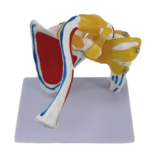 Muskulierter Schultergelenk Anatomie Modell Anatomischer Schultergelenk Muskelnervenmodell Für Professionelles Unterrichtstraining von Qsvbeeqj