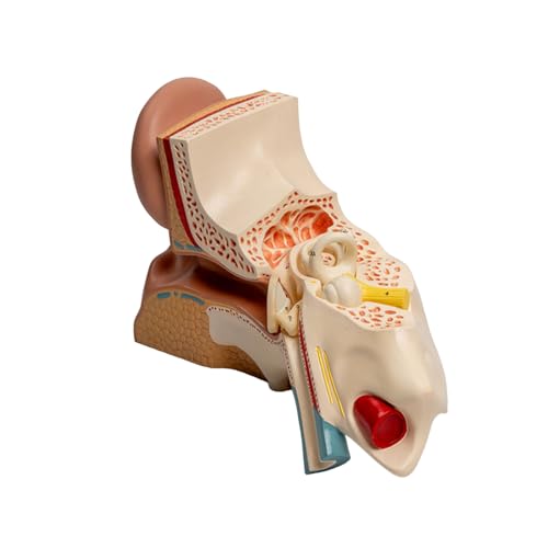 Vergrößerte Menschliche Ohr Anatomie Modell Zeigt Anatomische Auditorische Organmodell Für Vorlesungsbericht von Qsvbeeqj