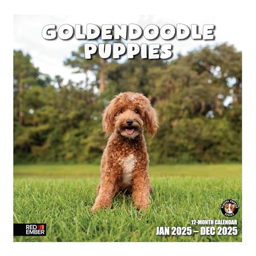 RED EMBER Goldendoodle Welpen-Wandkalender 2025, 12 Monate, 30,5 x 61 cm offen, dickes und stabiles Papier, Geschenk, Kalender 2025 RED EMBER Goldendoodle Welpen-Wandkalender 2025, 12 Monate, 30,5 x 61 cm offen, dickes und stabiles Papier, Geschenk, Kalender 2025 von RED EMBER