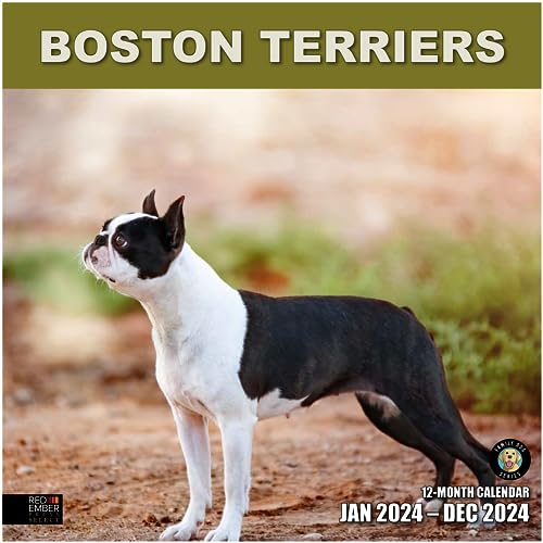 Red Ember Select Serie Boston Terrier 2024 Monatlicher Wandkalender zum Aufhängen, 30,5 x 61 cm offen, dickes und stabiles Papier, Geschenk, niedlicher Hund von RED EMBER