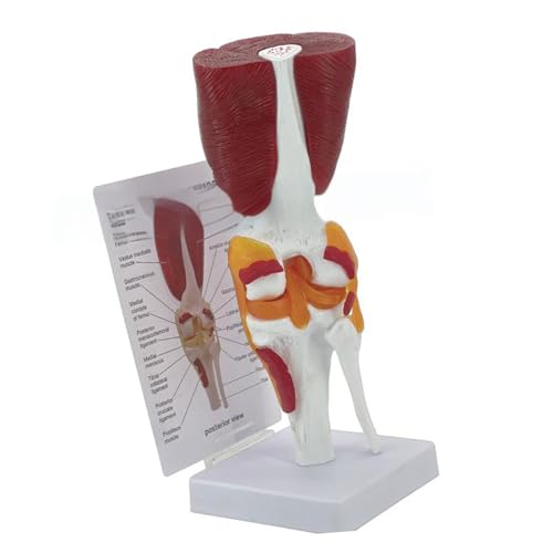 Anatomie-Modell für menschliche Knie, für Labor, Schule, menschliches Kniegelenkmodell, Lehrwerkzeug, Lexible Kniegelenkmodell Anatomie-Modell für menschliche Knie, für Labor, Schule, menschliches Kniegelenkmodell, Lehrwerkzeug, Lexible Kniegelenkmodell von RETUOLWAG