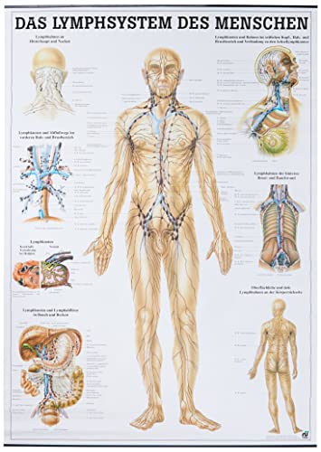 Anatomische Lehrtafel. Das Lymphsystem des Menschen. 70 x 100 cm von Rdiger- Anatomie GmbH
