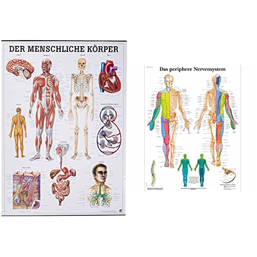Der menschliche Körper. 70x100 cm & 3B Scientific Lehrtafel laminiert - Das periphere Nervensystem von Rdiger- Anatomie GmbH