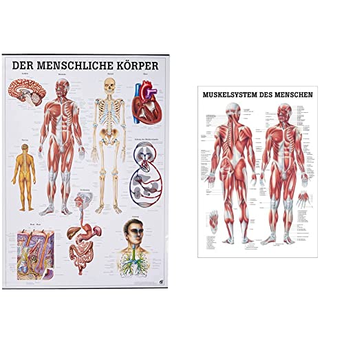 Der menschliche Körper. 70x100 cm & Ruediger Anatomie TA04 Muskelsystem des Menschen Tafel, 70 cm x 100 cm, Papier von Rdiger- Anatomie GmbH