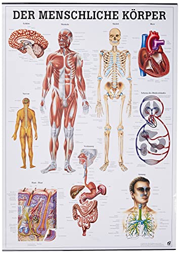 Der menschliche Körper. 70x100 cm von Rdiger- Anatomie GmbH