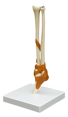 Ruediger Anatomie A253 Ellenbogengelenk Modell von Rdiger- Anatomie GmbH
