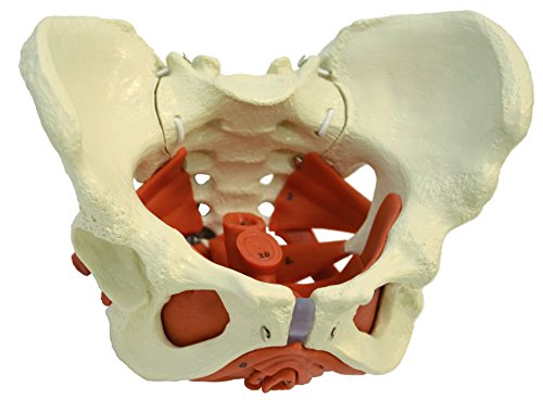 Ruediger Anatomie A276 Weibliches Becken mit Beckenbodenmuskulatur, Tafel von Rdiger- Anatomie GmbH