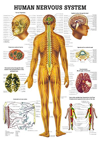Ruediger Anatomie CH05LAM Human Nervous System Tafel, englisch, 70 cm x 100 cm, laminiert von Rdiger- Anatomie GmbH