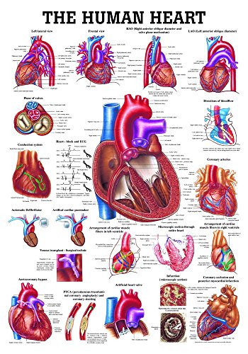 Ruediger Anatomie CH12 The Human Heart Tafel, englisch, 70 cm x 100 cm, Papier von Rdiger- Anatomie GmbH