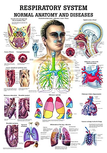 Ruediger Anatomie CH16LAM The Respiratory System Tafel, englisch, 70 cm x 100 cm, laminiert von Rdiger- Anatomie GmbH