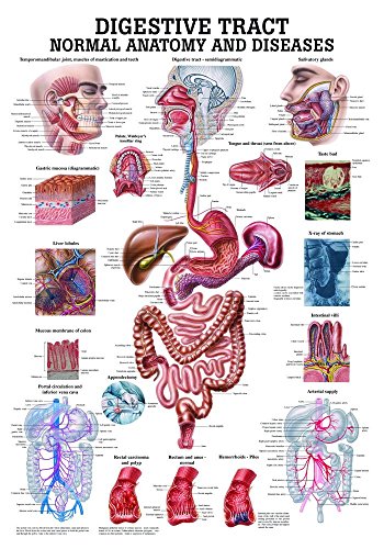 Ruediger Anatomie CH17LAM The Digestive Tract Tafel, englisch, 70 cm x 100 cm, laminiert von Rdiger- Anatomie GmbH
