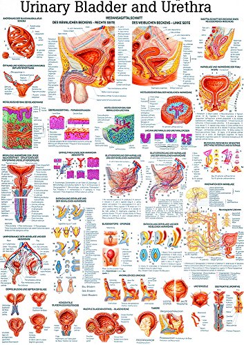 Ruediger Anatomie CH27 Urinary Bladder and Urethra Tafel, englisch, 70 cm x 100 cm, Papier von Rdiger- Anatomie GmbH