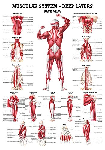 Ruediger Anatomie CH37LAM Deeper Muscles Tafel, Rückansicht, englisch, 70 cm x 100 cm, laminiert von Rdiger- Anatomie GmbH
