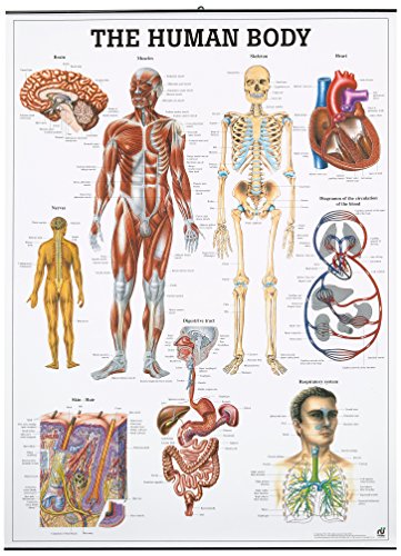 Ruediger Anatomie CH52LAM The Human Body Tafel, englisch, 70 cm x 100 cm, laminiert von Rdiger- Anatomie GmbH