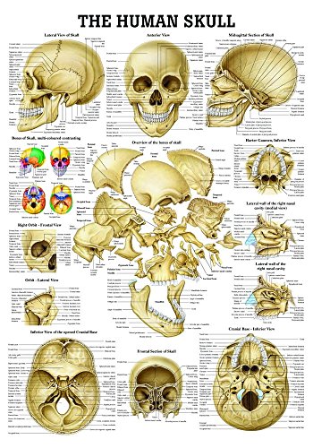 Ruediger Anatomie CH58LAM The Human Skull Tafel, englisch, 70 cm x 100 cm, laminiert von Rdiger- Anatomie GmbH