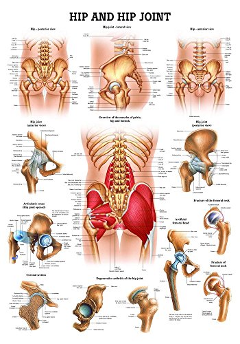 Ruediger Anatomie CH59 Hip and Hip Joint Tafel, englisch, 70 cm x 100 cm, Papier von Rdiger- Anatomie GmbH