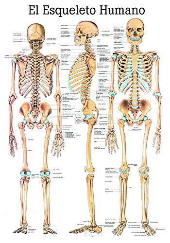 Ruediger Anatomie ES03LAM El Esqueleto Humano Tafel, spanisch, 70 cm x 100 cm, laminiert von Rdiger- Anatomie GmbH