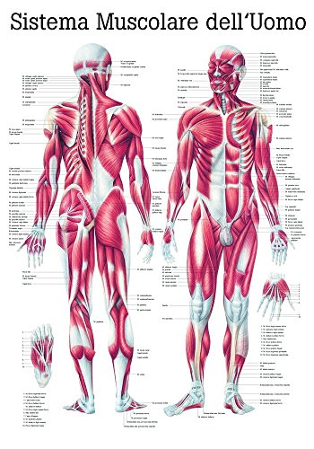 Ruediger Anatomie IT04 Sistema Muscolare Dell' Uomo Tafel, italienisch, 70 cm x 100 cm, Papier von Rdiger- Anatomie GmbH