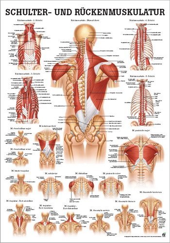 Ruediger Anatomie MIPO50LAM Schulter und Rückenmuskulatur Tafel, 24 cm x 34 cm, laminiert von Rdiger- Anatomie GmbH