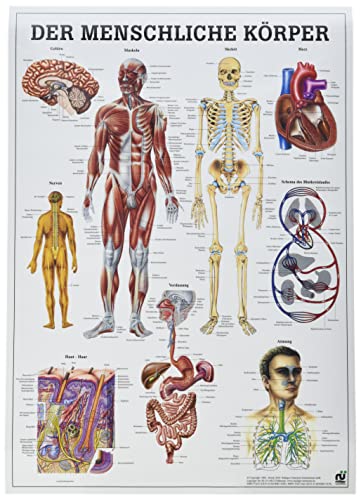 Ruediger Anatomie MIPO52LAM Der Menschliche Körper Tafel, 24 cm x 34 cm, laminiert von Rdiger- Anatomie GmbH