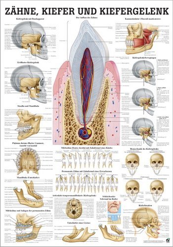 Ruediger Anatomie MIPO60 Zähne, Kiefer und Kiefergelenk Tafel, 24 cm x 34 cm, Papier von Rdiger- Anatomie GmbH